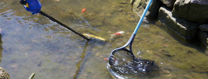 Steps for Spring Cleaning your Pond