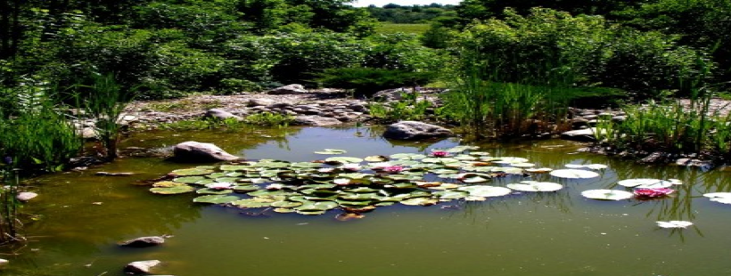 Do I Need To Drain My Pond Water To Clean Efficiently?