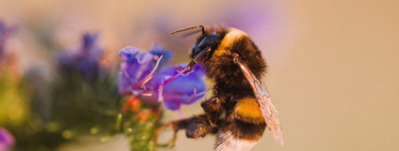 Add a Water Feature and Save the Bees