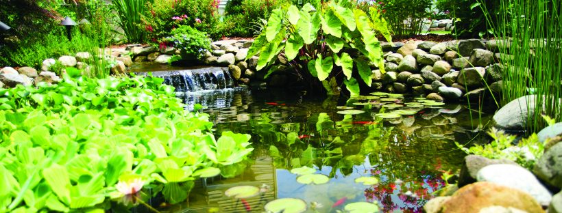 Taking Koi Pond Building into the Future