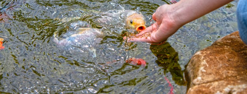 So You Want to Put in a Koi Pond!