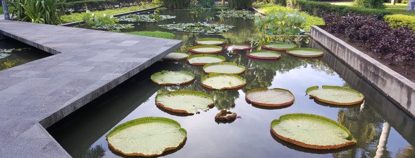 An Innovative Wetland for Innovation Day