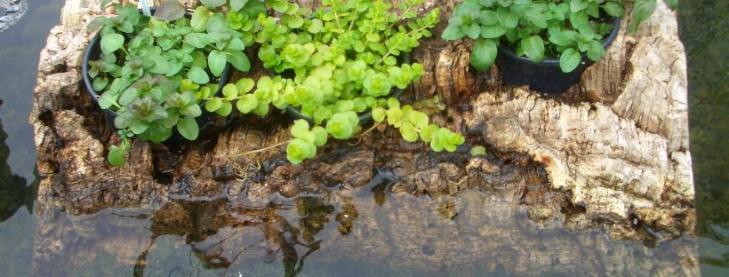 Golden Treasure For The Pond Border