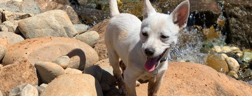 Celebrating National Pet Day with Your Water Feature’s #1 Fans