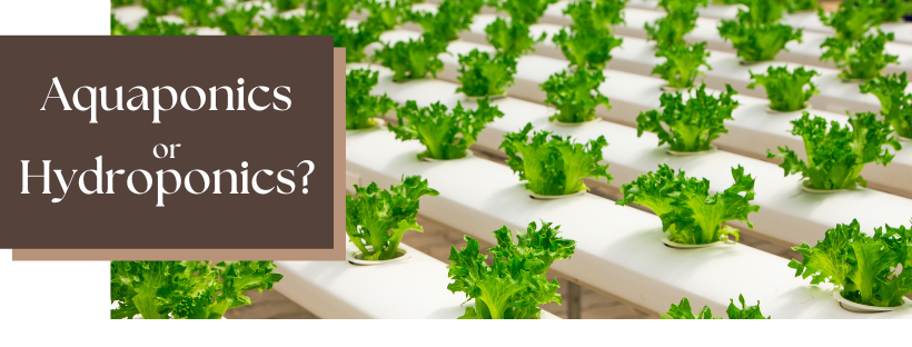 Aquaponics or Hydroponics?