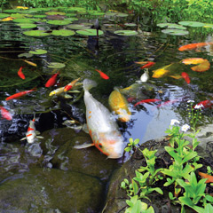 Koi Pond