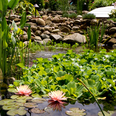 Garden Pond