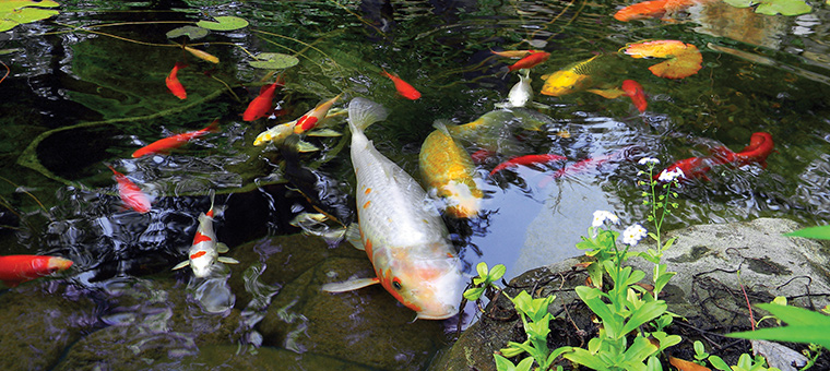 Koi Pond