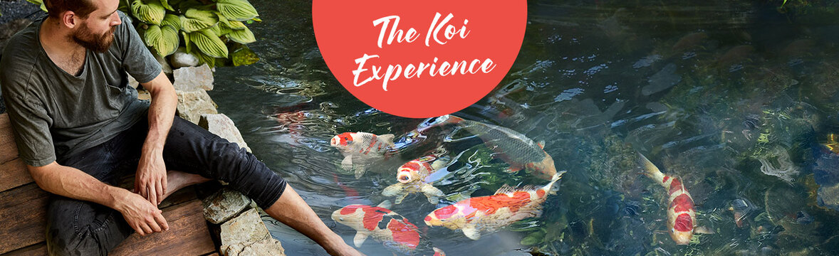 The Koi Experience