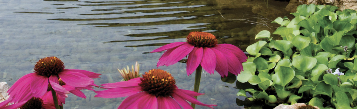 Water Garden
